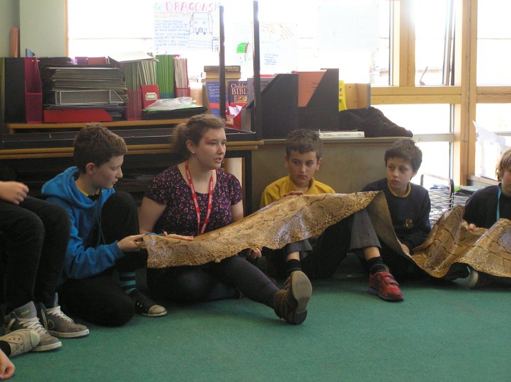 Pupils use a rock python skin from the Museum to help stimulate a Philosophy for Children session discussing whether it is acceptable to kill animals for science.
