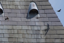 Swifts flying around the Museum tower