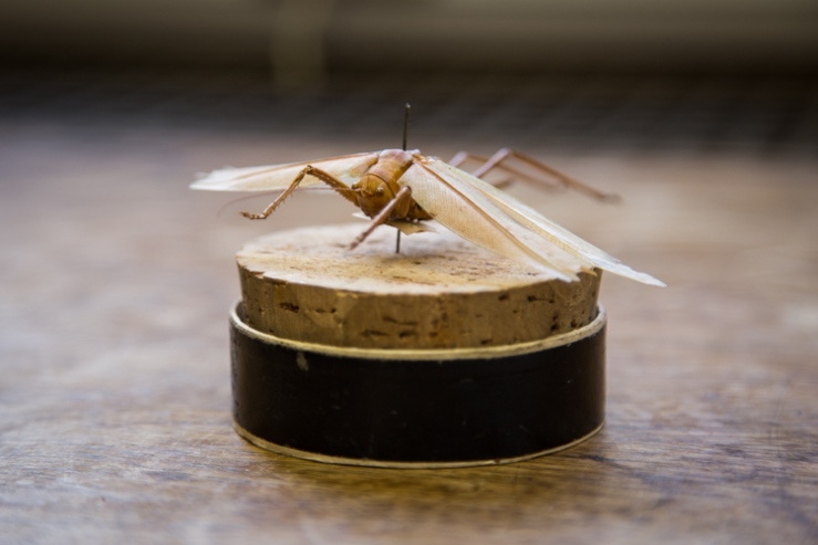 Bush cricket, family Tettigoniidae 