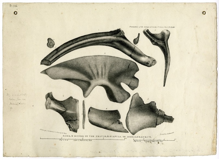 These drawings, by William Buckland’s wife Mary Morland, featured in Buckland’s “Notice on the Megalosaurus or great Fossil Lizard of Stonesfield” in the Transactions of the Geological Society of London, Series 2, vol. 1, pp. 390-396.