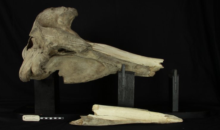 A whale of a find: Fossil bone discovered on Bethany Beach