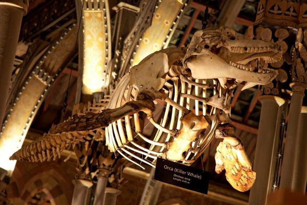 natural-history-museum-oxfordsmall-41