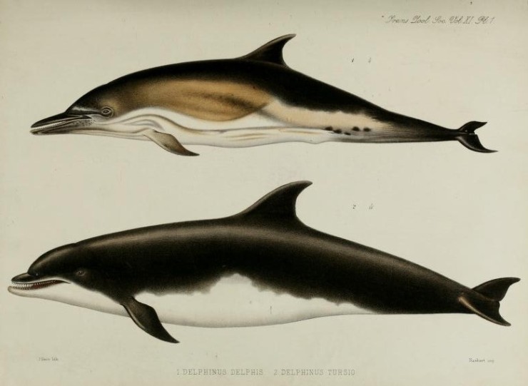 William Flower’s drawing of the bottlenose dolphin (lower) the skeleton from this individual is on display in the museum Flower, W. H. (1880), I. On the External Characters of two Species of British Dolphins (Delphinus delphis, Linn., and Delphinus tursio, Fabr.). The Transactions of the Zoological Society of London, 11: 1–6. doi: 10.1111/j.1096-3642.1980.tb00343.xWilliam Flower’s drawing of the bottlenose dolphin (lower) the skeleton from this individual is on display in the museum Flower, W. H. (1880), I. On the External Characters of two Species of British Dolphins (Delphinus delphis, Linn., and Delphinus tursio, Fabr.). The Transactions of the Zoological Society of London, 11: 1–6. doi: 10.1111/j.1096-3642.1980.tb00343.x