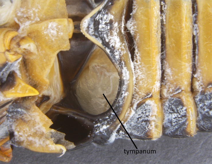 Ventral view of a dissected cicada, Tibicen plebejus. The large aperture is the tympanum, which acts as the amplifier for the cicadas' song. The hole of an empty bottle behaves in the same way when you blow air over it.