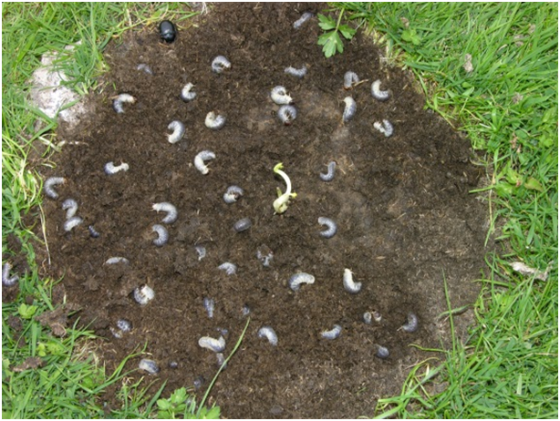 Larvae in dung pile