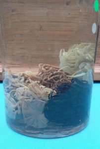 Anemones tend to lose their shape and colour when preserved in fluid