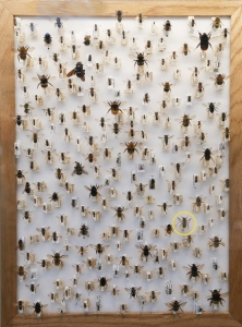 One of the Musuem's Wool Carder Bee specimens, circled, featured in a display of all 270 species of British bee in the Bees (and the odd wasp) in my Bonnet exhibition by artist Kurt Jackson
