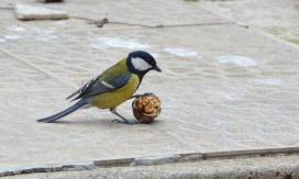 Great tits living in urban areas fight off more infections than their rural cousins. Image Credit - CC BY-SA 4.0